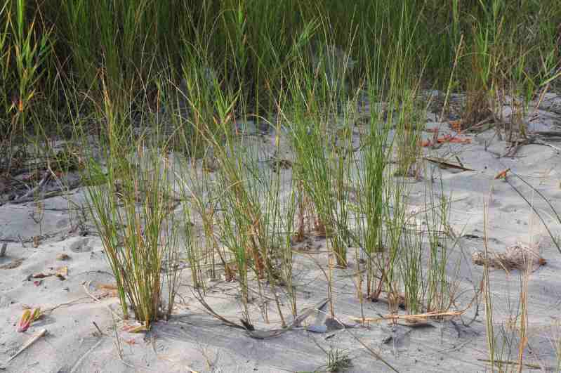 Sparto delle dune ???